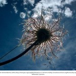 Weed in sunlight with attribution