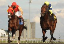 New Intel for Woodbine races