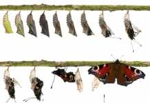 Digital transformation – new capability or new core?