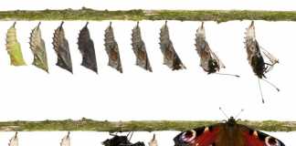 Digital transformation – new capability or new core?