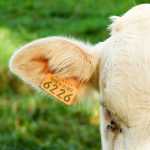 dreamstime_xl_2862353 – tag on cow’s ear