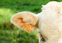 IoT tracking systems – the bigger picture