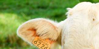 IoT tracking systems – the bigger picture