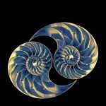 dreamstime_s_36146849 – nautilus resize