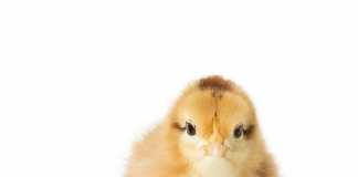 Cloud + content = chicken + egg?