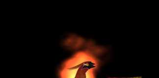 Celtic phoenix rising on data centre wings