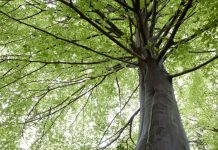 Salesforce announces first-of-its-kind Carbon Credit Marketplace, empowering any organization to take climate action on their journey to Net Zero