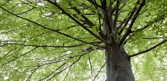 Salesforce announces first-of-its-kind Carbon Credit Marketplace, empowering any organization to take climate action on their journey to Net Zero