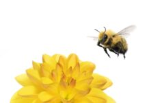 TELUS Pollinator Fund invests in three new clean tech startups: Climate Robotics, erthos and Plentify