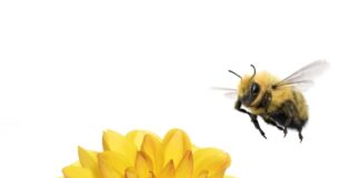 TELUS Pollinator Fund invests in three new clean tech startups: Climate Robotics, erthos and Plentify