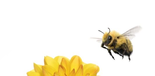 TELUS Pollinator Fund invests in three new clean tech startups: Climate Robotics, erthos and Plentify