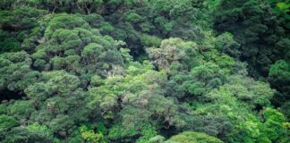 The world’s first International Standard dedicated to helping organizations take action on biodiversity launched today in Rwanda Costa Rica Rainforest Photo by César Badilla Miranda on Unsplash