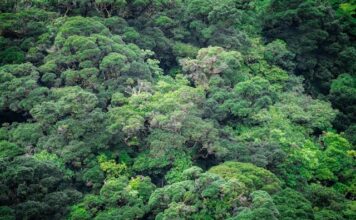 The world’s first International Standard dedicated to helping organizations take action on biodiversity launched today in Rwanda Costa Rica Rainforest Photo by César Badilla Miranda on Unsplash
