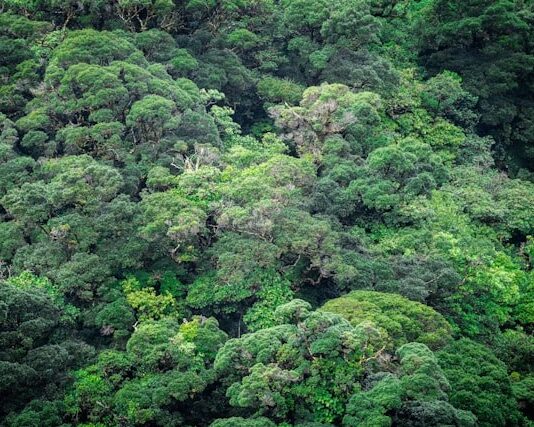 The world’s first International Standard dedicated to helping organizations take action on biodiversity launched today in Rwanda Costa Rica Rainforest Photo by César Badilla Miranda on Unsplash